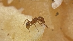 Pheidole tysoni