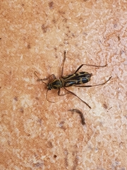 Chlorophorus annularis