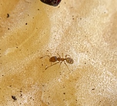Pheidole tysoni