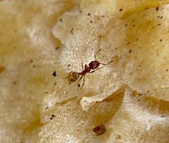 Pheidole tysoni