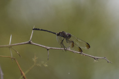 Dythemis