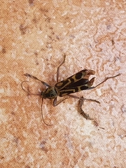 Chlorophorus annularis