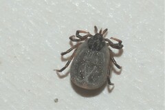 Ixodes frontalis
