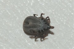 Ixodes frontalis