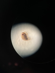 Neoplea striola