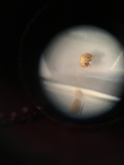 Neoplea striola
