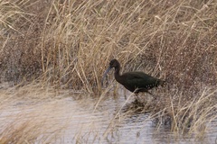 Plegadis chihi