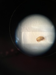 Neoplea striola
