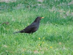 Turdus merula