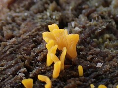 Calocera furcata