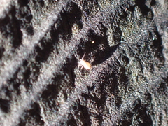 Entomobrya atrocincta