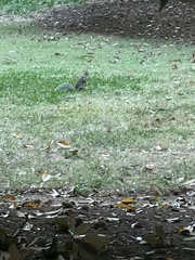 Sciurus carolinensis