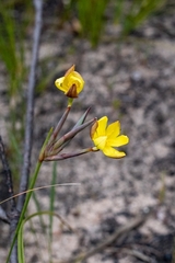 Bobartia