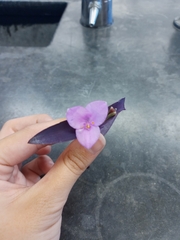 Tradescantia pallida
