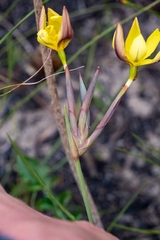 Bobartia