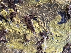 Phlebiodontia subochracea