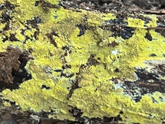 Phlebiodontia subochracea