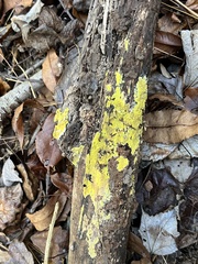 Phlebiodontia subochracea