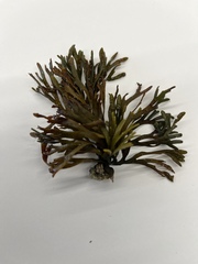 Pelvetiopsis limitata