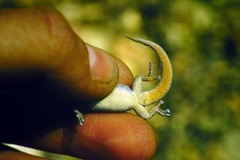 Lygodactylus bernardi