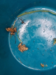 Discoglossus galganoi