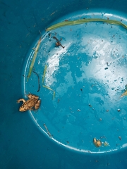 Discoglossus galganoi