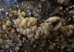 Nodulisporium cecidiogenes