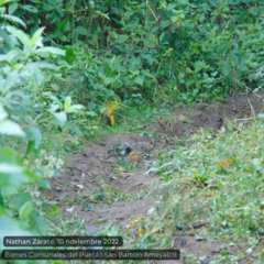 Pipilo maculatus macronyx