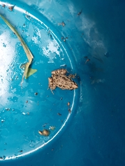 Discoglossus galganoi