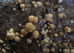 Nodulisporium cecidiogenes