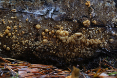Nodulisporium cecidiogenes