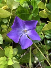 Vinca