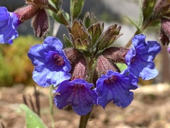Pulmonaria