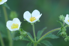 Drymocallis rupestris