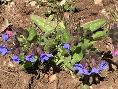 Pulmonaria