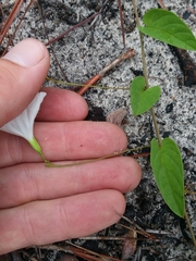 Stylisma humistrata