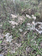 Eriogonum multiflorum