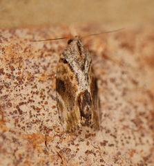 Etanna breviuscula