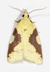 Cenopis niveana