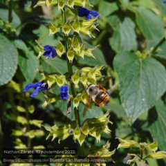 Xylocopa tabaniformis azteca