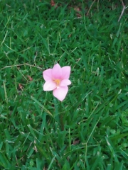 Zephyranthes fosteri