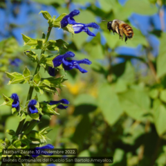 Xylocopa tabaniformis azteca