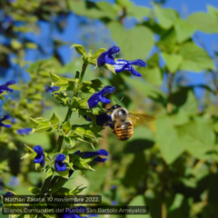 Xylocopa tabaniformis azteca