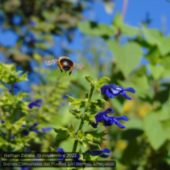 Xylocopa tabaniformis azteca