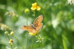 Boloria euphrosyne