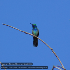 Colibri thalassinus