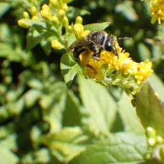 Colletes simulans armatus