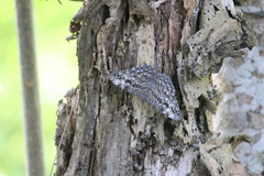 Hamadryas feronia