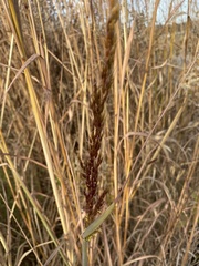 Sorghastrum nutans