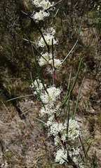 Hakea microcarpa